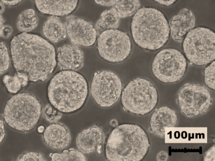 תאי ריאה תחת מיקרוסקופ, הדפסת רקמות, רמב"ם