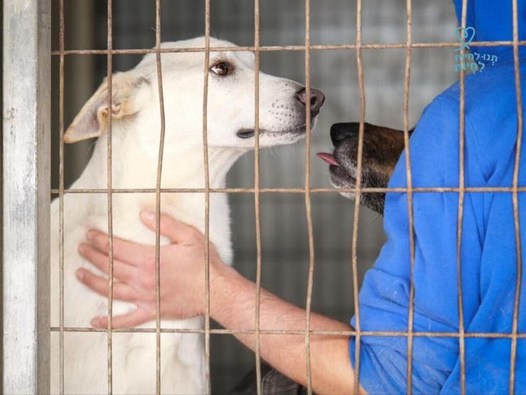הכלב שלג בבית מחסה של "תנו לחיות לחיות"