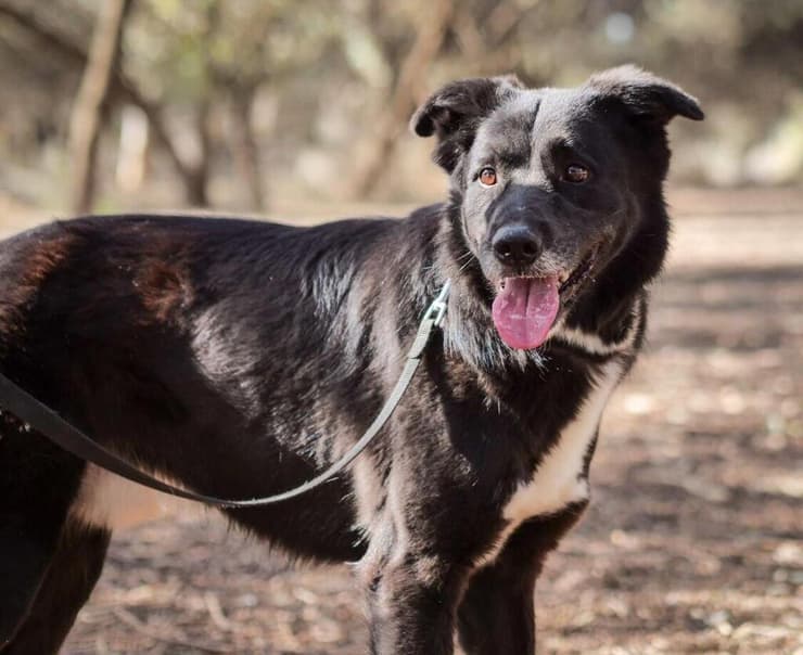 הכלב בונד בבית מחסה של "תנו לחיות לחיות"