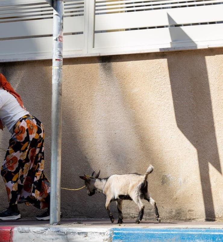 גדי בבני ברק, כפי שתועד בפורים