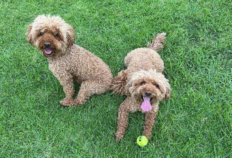 הכלבים של בן אביטל