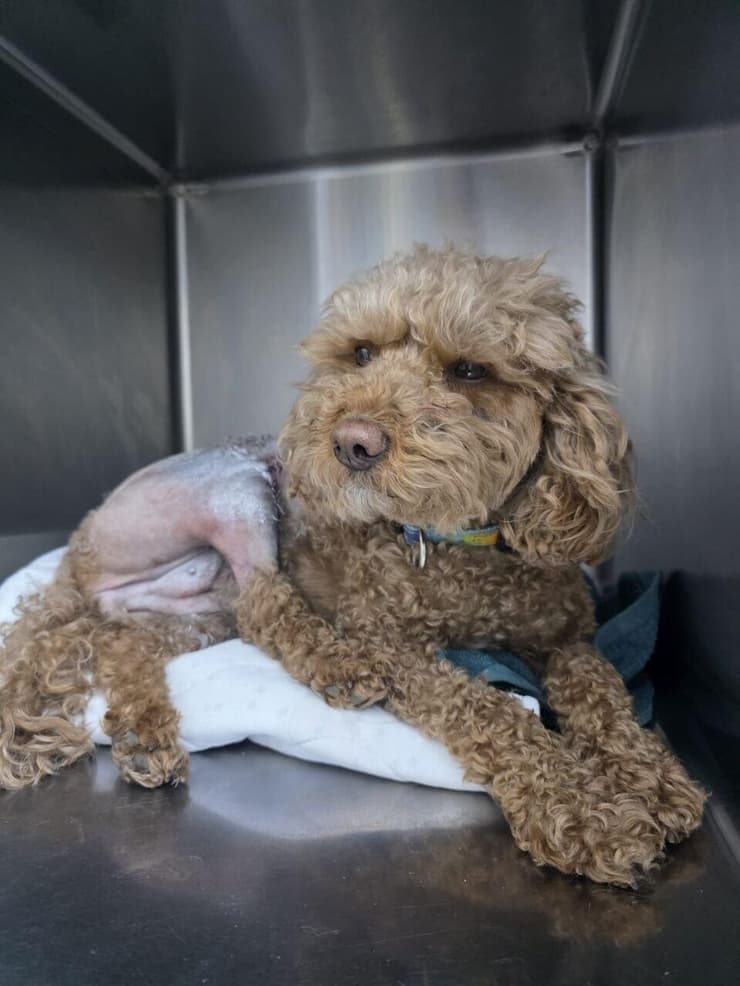 צילי, אחרי ניתוח אורטופדי ברגליים (צילום: באדיבות ענבל הברי) צילי, אחרי ניתוח אורטופדי ברגליים