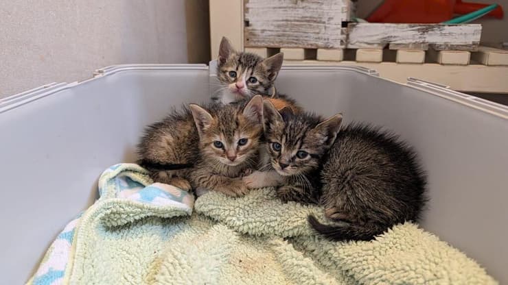 שלושת הגורים שמחפשים להם משפחה מאמצת