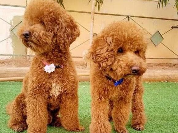 צילי וגילי (צילום: באדיבות המשפחה) צילי וגילי