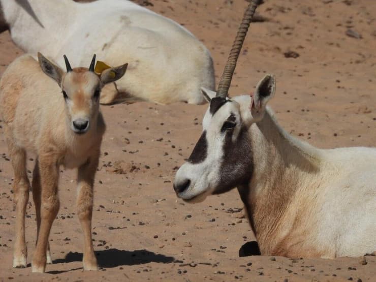 אחד מ-33 הראמים הלבנים שנולדו לאחרונה