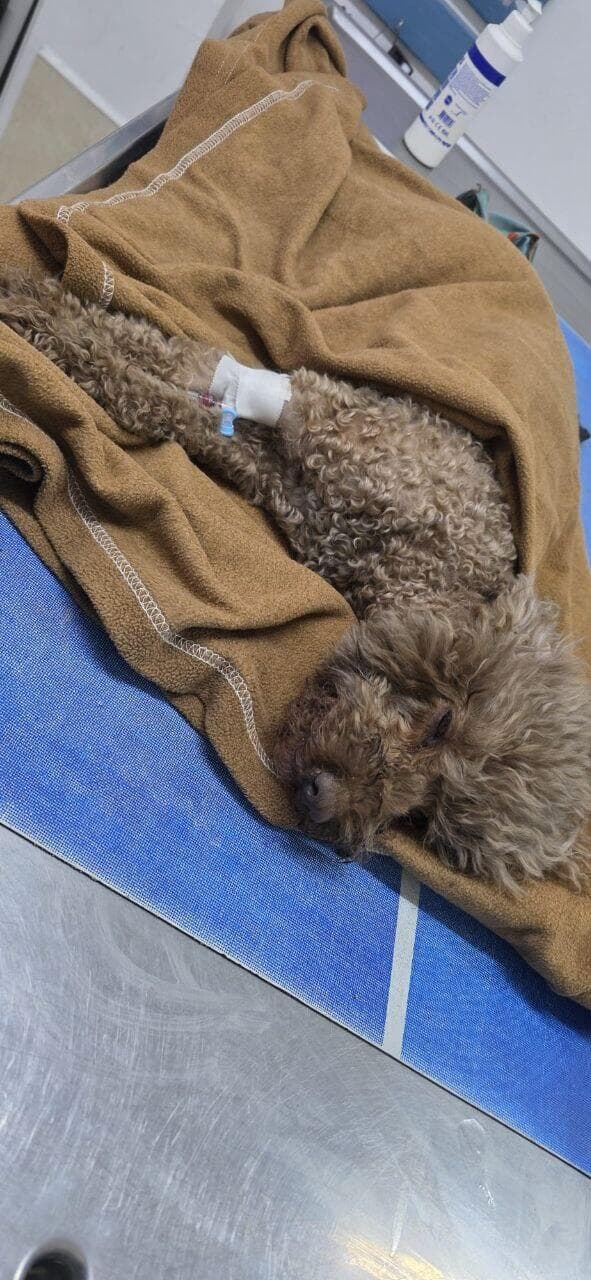 גילי, עוד עם משככי כאבים בהתאוששות (צילום: באדיבות ענבל הברי) גילי, עוד עם משככי כאבים בהתאוששות