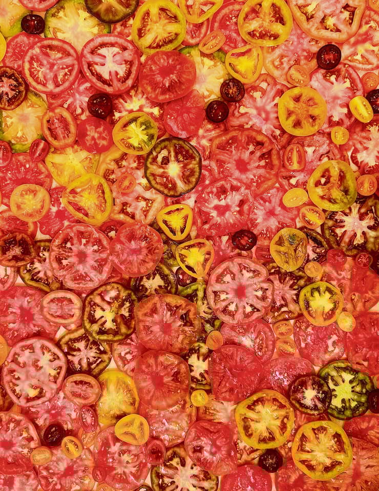 מוזאיקת עגבניות. באורה גרינז מגדלים כ־20 סוגי שרי (צילום: רותי רוסו) מוזאיקת עגבניות. באורה גרינז מגדלים כ־20 סוגי שרי