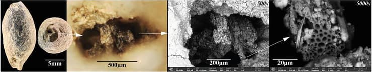 סיב צמחי שנמצא בתוך חרוז חימר שנשרף לפני 12 אלף שנים