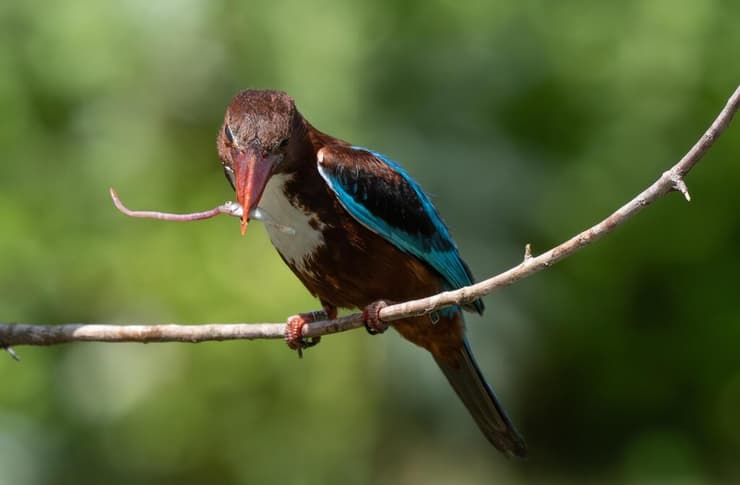 שלדג לבן-החזה מנסה לנער את שלשול הגשם מהנעילה של הדג