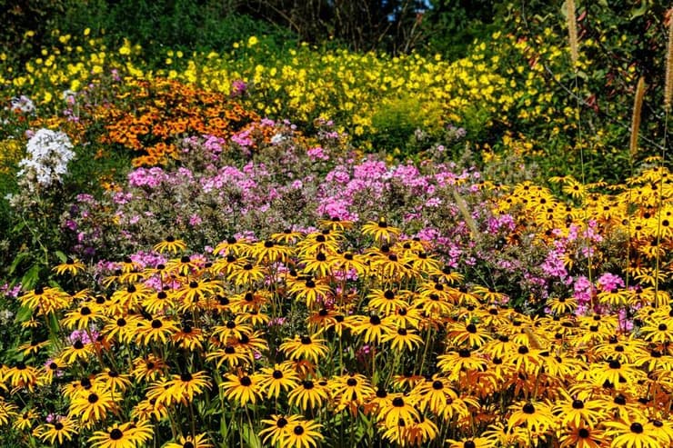 מגוון פרחים (צילום: nnattalli/Shutterstock) מגוון פרחים