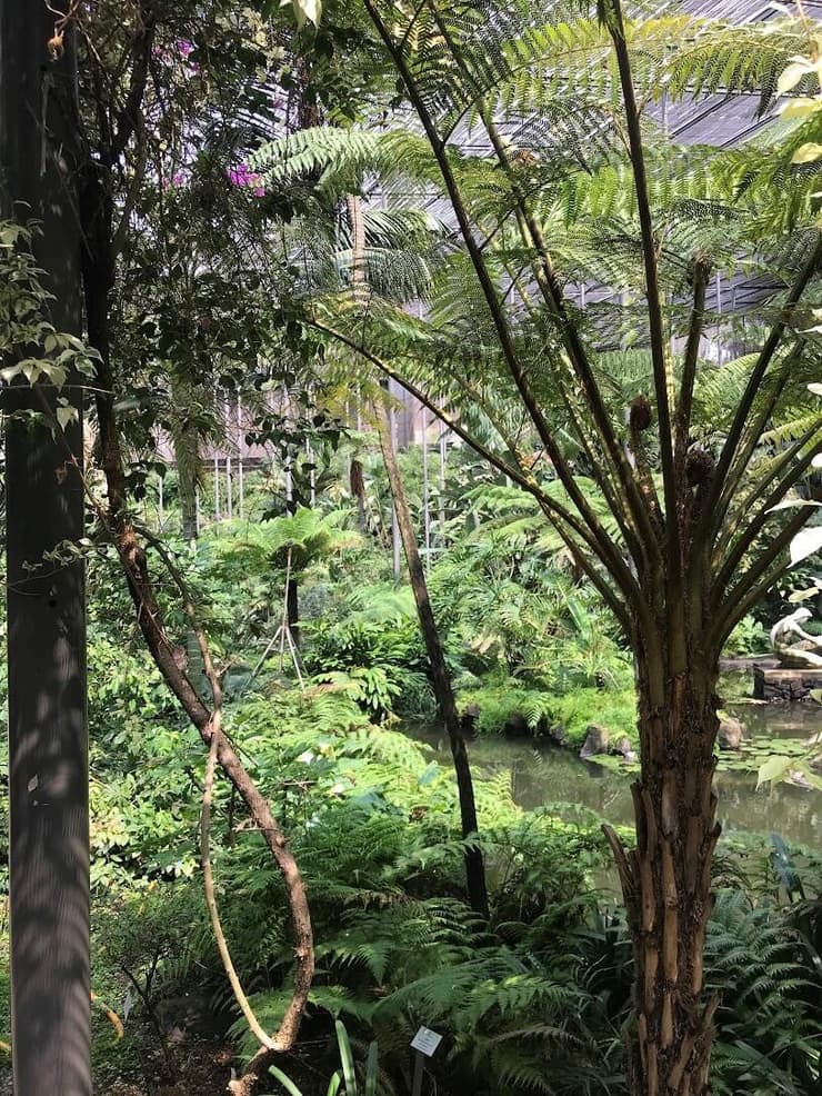 גיוון ואבולוציה של צמחים (צולם באסטופה פריה, ליסבון) (צילום: Tali Galsky) גיוון ואבולוציה של צמחים (צולם באסטופה פריה, ליסבון)