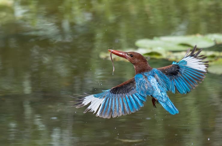 שלדג לבן-החזה לא מוותר על הקינוח, יורד למים ועולה עם שלשול הגשם במקורו