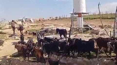 עדרים ששחררו מתנחלים בשדות חקלאיים של פלסטינים מתנחלים שחררו עדרי בקר לשדות חקלאיים של פלסטינים