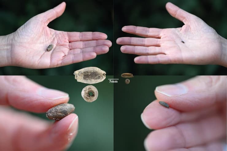 חרוזים אליפטיים בצורת גרגרי תבואה