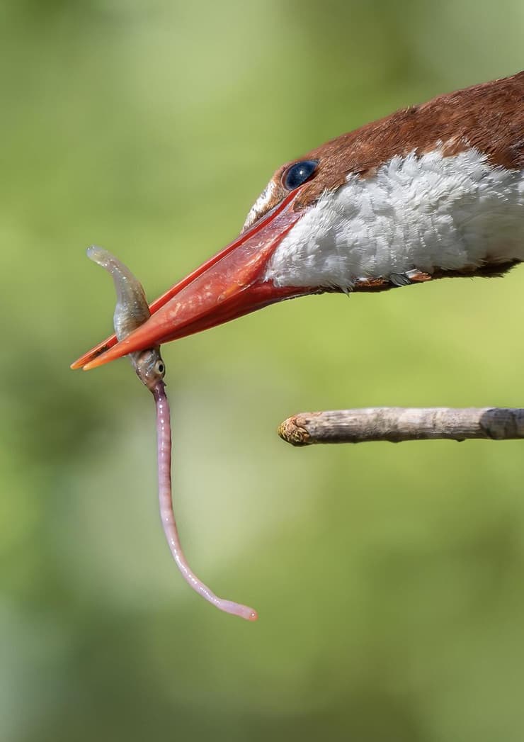שלדג לבן-החזה אוחז בדג עם שלשול גשם במקורו