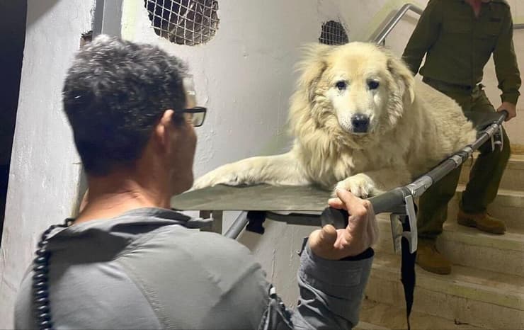 בדרך החוצה מהמקלט. הכלב ברי על אלונקה