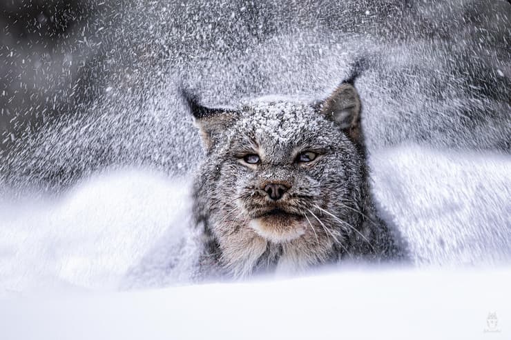 השונר הקנדי מתנער מהשלג