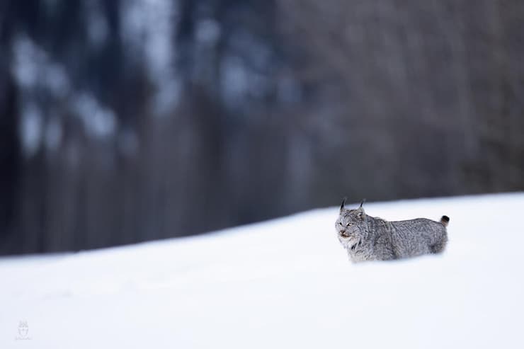 השונר הקנדי שנצפה בקולומביה הבריטית