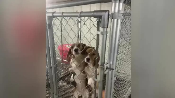 שניים מכלבי הביגל בחוות רידגלן