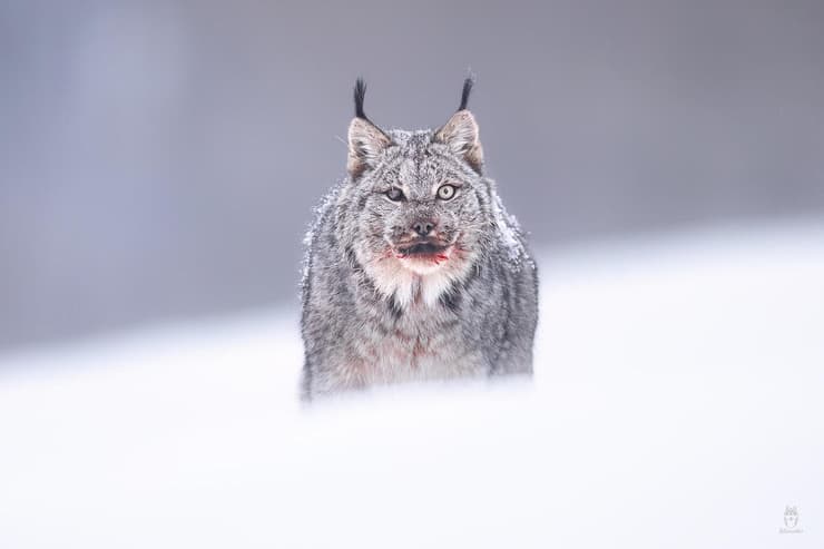 השונר הקנדי לאחר הארוחה