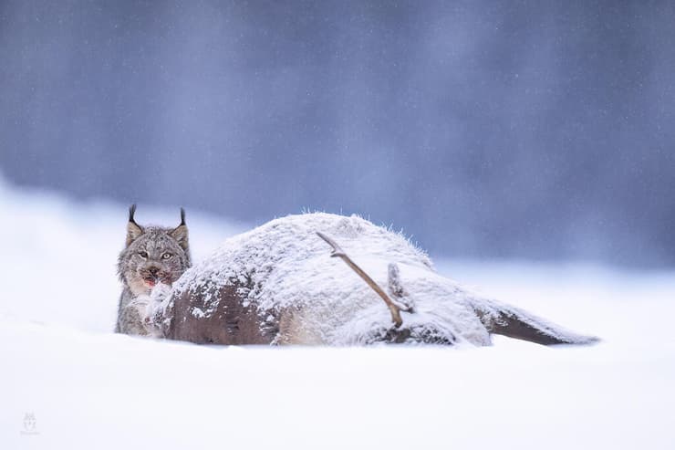 השונר הקנדי מתענג על הטרף
