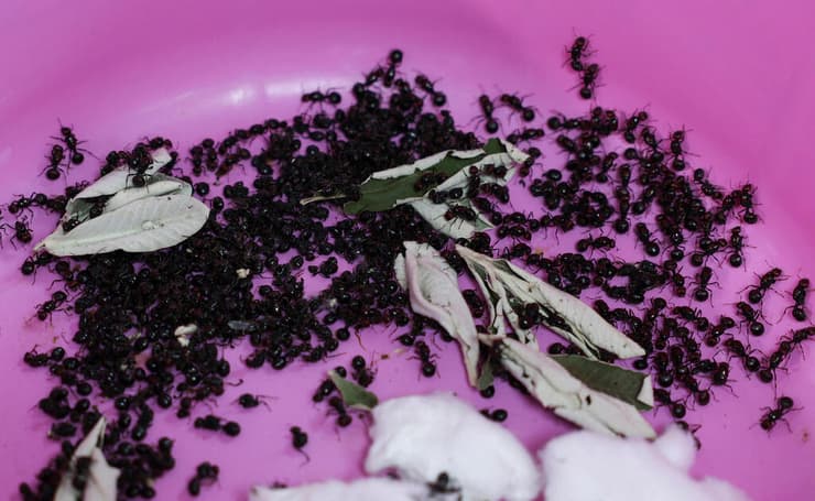 חלק מהנמלים שנתפסו, מוצגות בדיון שנערך בבית המשפט בניירובי, בירת קניה