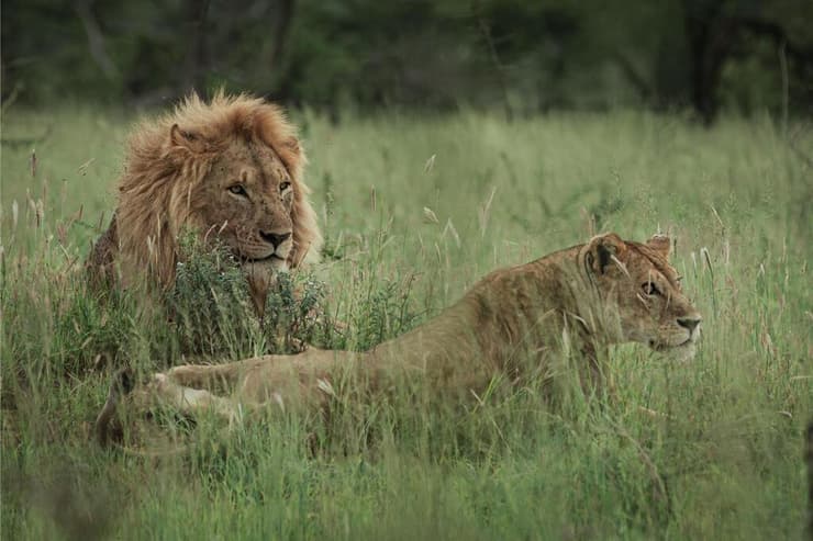 אריה ולביאה בסוואנה של טנזניה