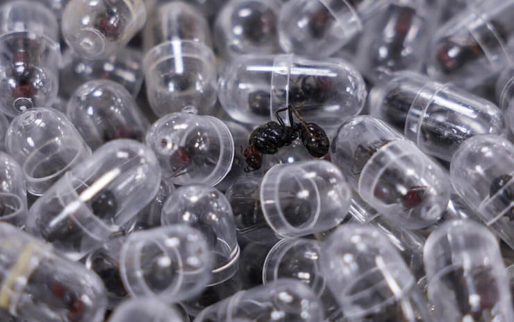 רוב הנמלים שנתפסו בניסיון הברחת הענק אוחסנו בכלים ייעודיים