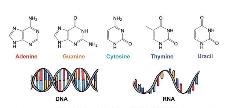 ייתכן שאבני בניין מהחלל הניחו את היסודות להתפתחות החיים. נוסחאות המבנה של חמשת הבסיסים שמרכיבים את ה-DNA ואת ה-RNA 