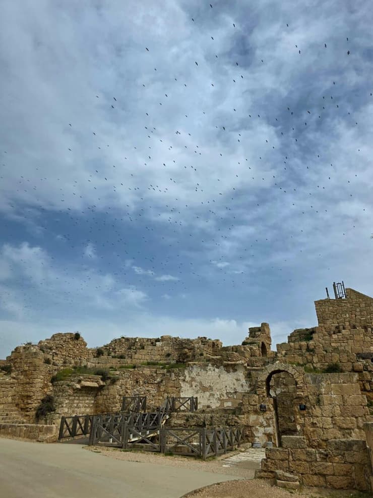 חסידות מעל קיסריה