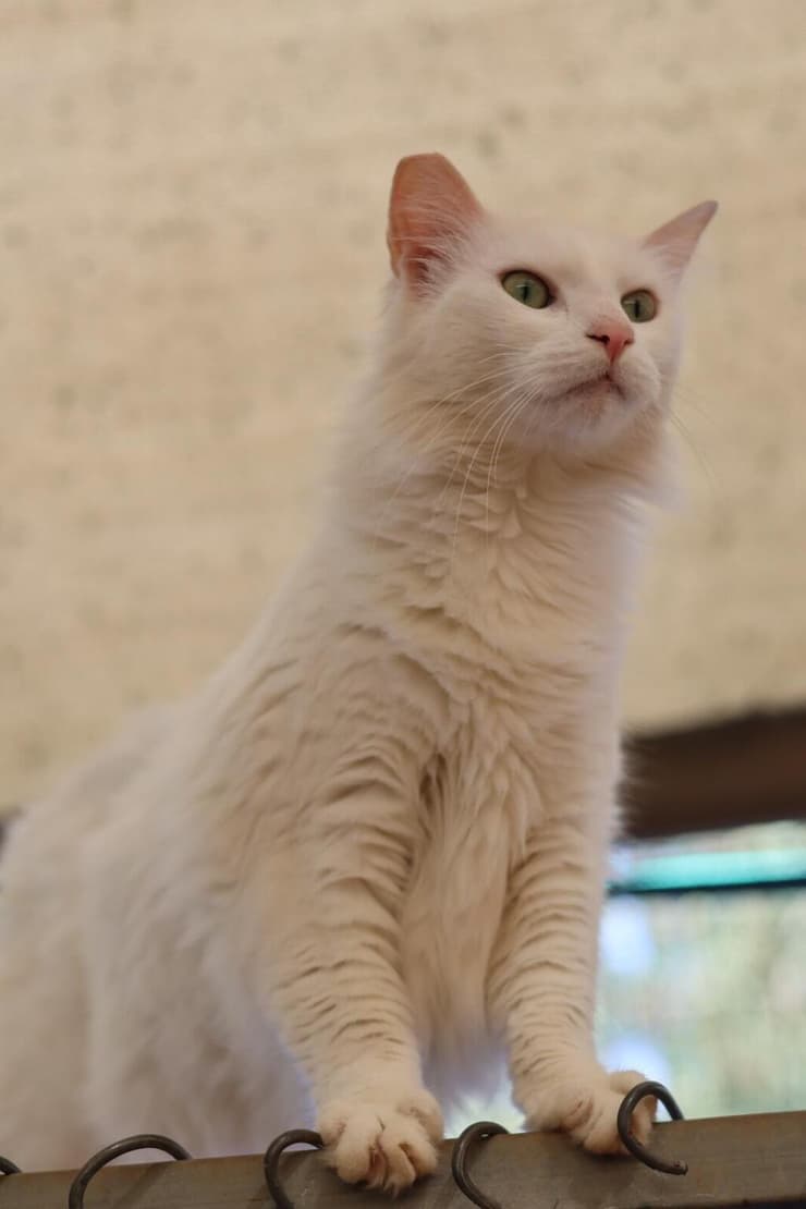 ביסלי (צילום: ראשון אוהבת חיות) ביסלי