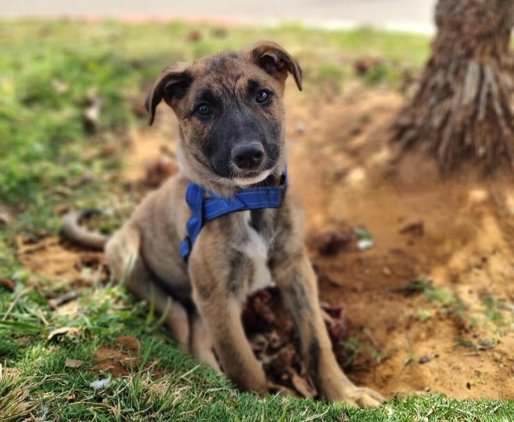 קיפי (צילום: עמותת חבר לי) קיפי