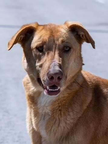 ריי (צילום: צער בעלי חיים ירושלים) ריי