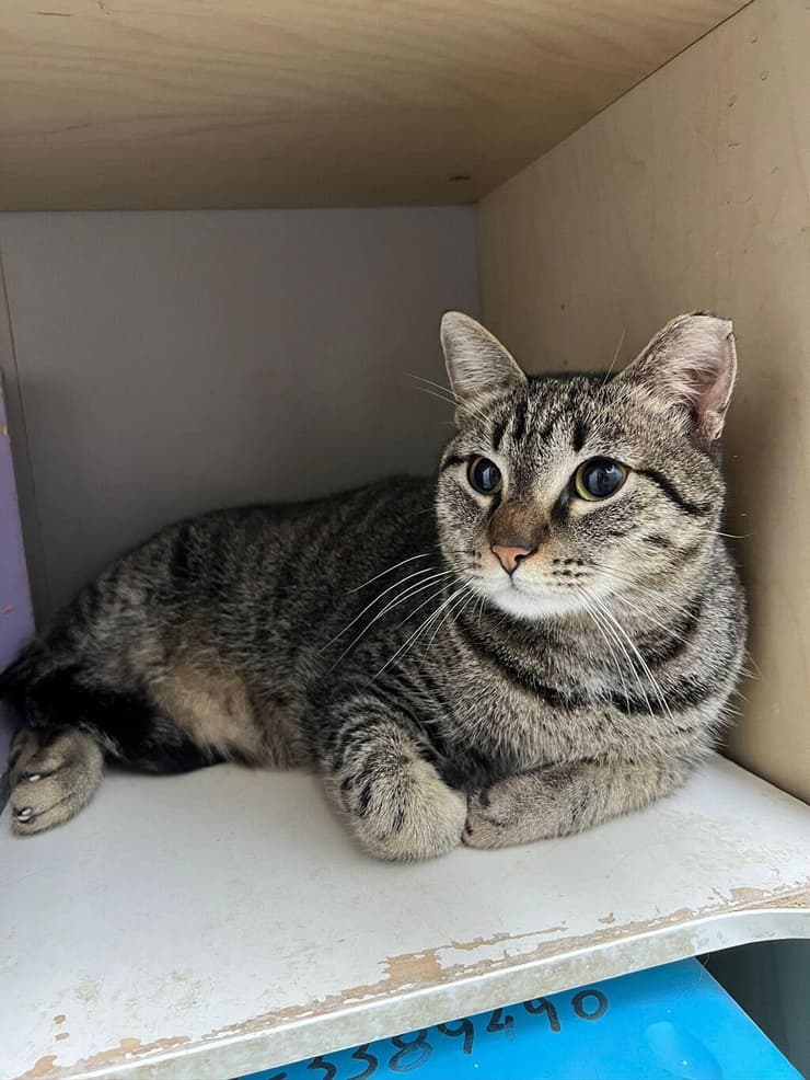 מותק (צילום: כפר סבא רעננה אוהבות חיות) מותק