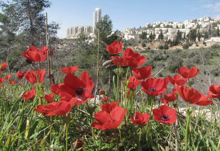 כלניות בעמק הצבאים