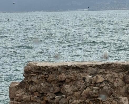 ״היום אני כבר לא מתפרנס מהים, השארתי את הסירה לבן דוד, ואני עדיין עובד בטיולים, למרות שהמצב קשה כי כמעט אין תיירים בעכו. אנחנו לא מתפרנסים כמו פעם, חיים את הרגע וממה שיש" (צילום: אסי חיים) משפחת חלוואני מעכו