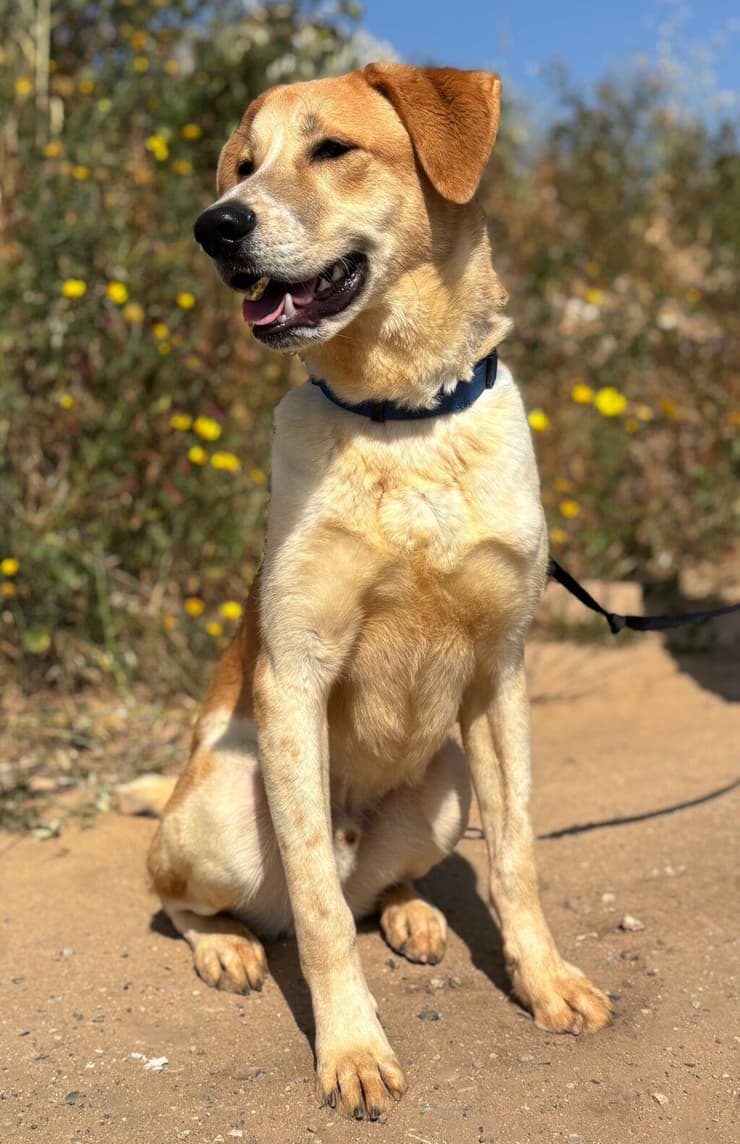 טומי (צילום: הכלבייה העירונית של אשדוד) טומי