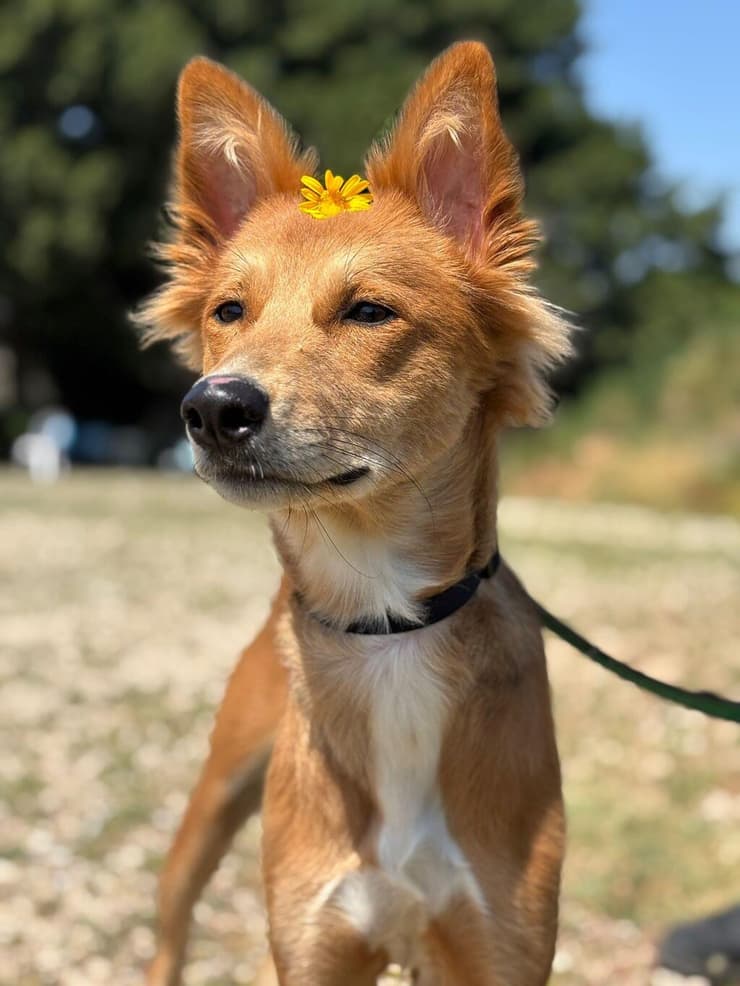 פוקסיה (צילום: הכלבייה העירונית של אשדוד) פוקסיה