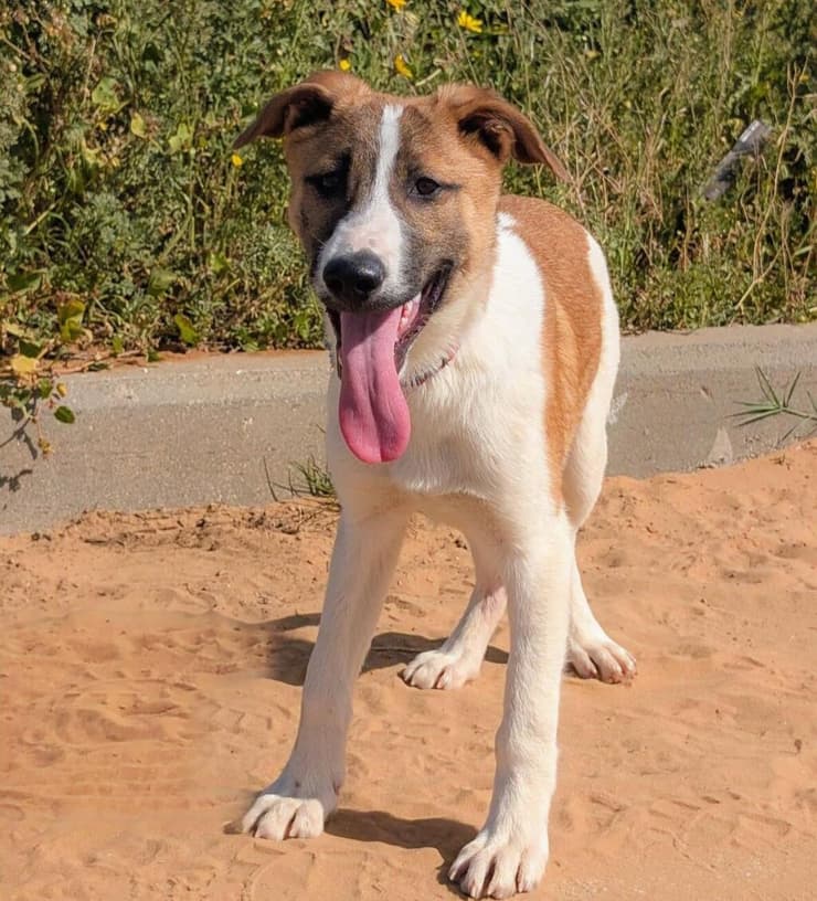 פאנק (צילום: עמותת חבר לי) פאנק