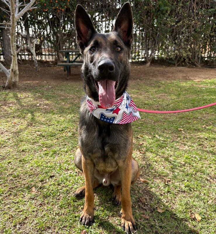 הירו (צילום: השירות ווטרינרי ראשון לציון) הירו