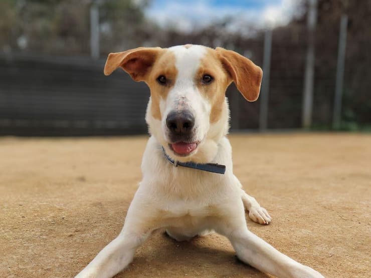 ריצ'י (צילום: ירדן משה) ריצ'י