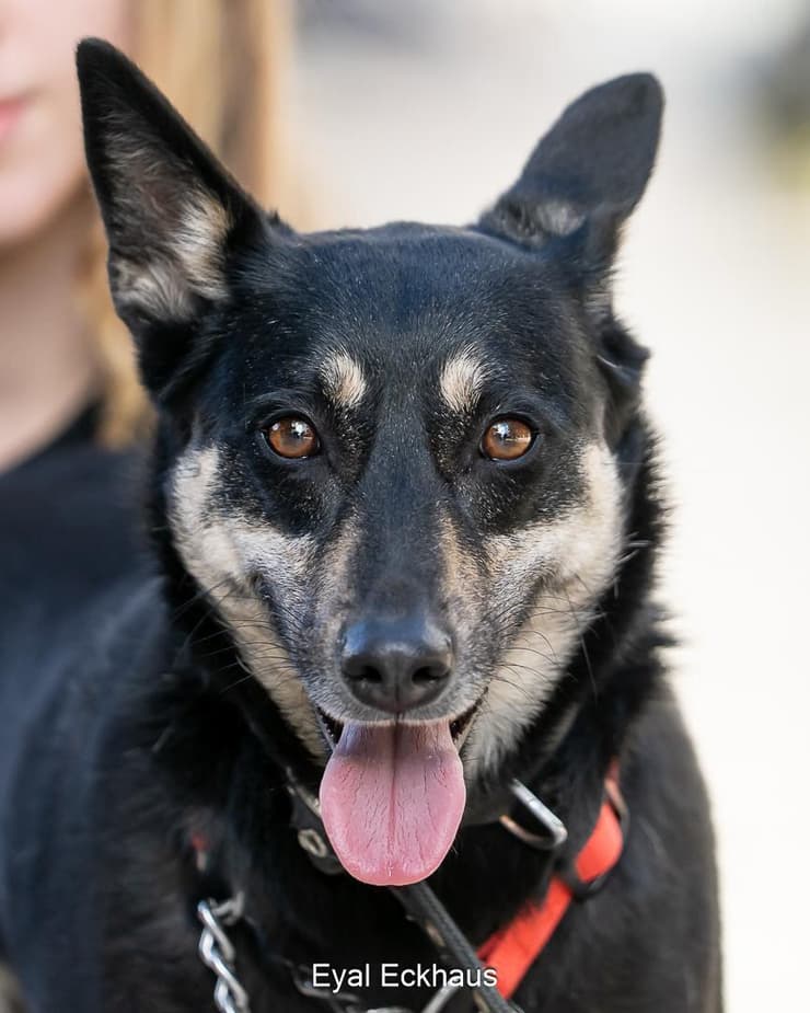סקיי (צילום: אייל אקהאוס) סקיי