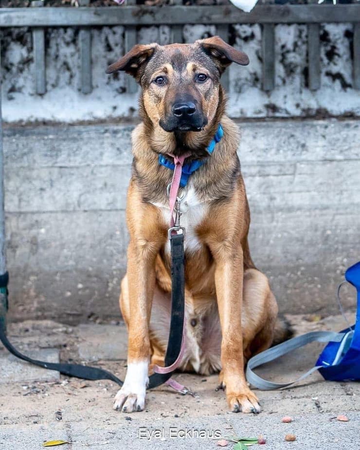 ג'וי (צילום: אייל אקהאוס) ג'וי