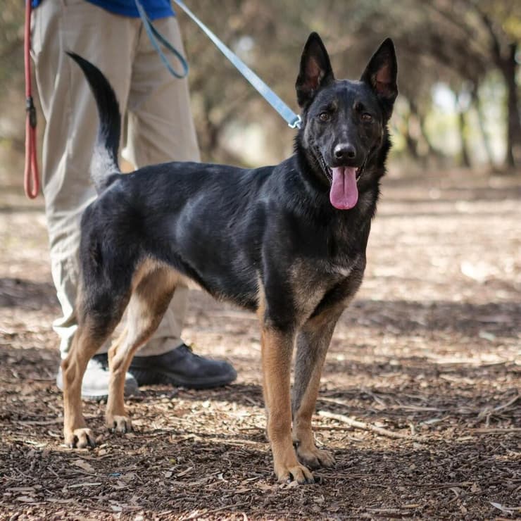 גלי (צילום: תנו לחיות לחיות) גלי