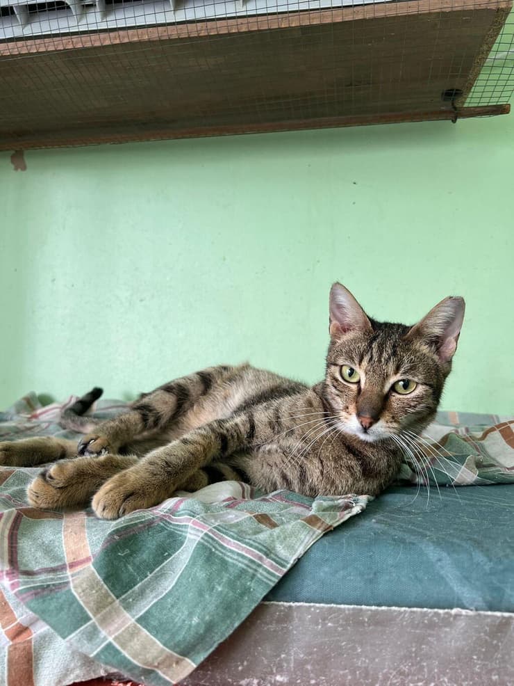 צ'יפס (צילום: כפר סבא רעננה אוהבות חיות) ציפס