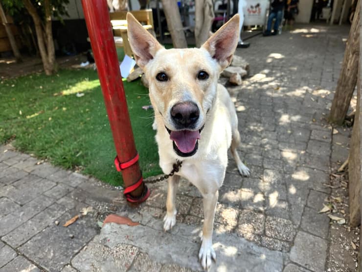 אמא מריאנה (צילום: עמותת S.O.S חיות) אמא מריאנה