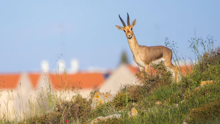 צבי בנחל זימרי