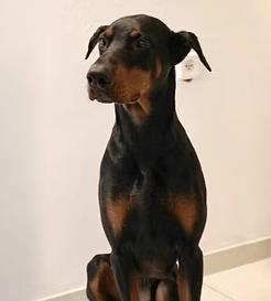 בוס (צילום: צער בעלי חיים רמת גן והסביבה) בוס