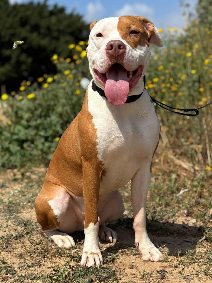 כתם (צילום: הכלבייה העירונית של אשדוד) כתם