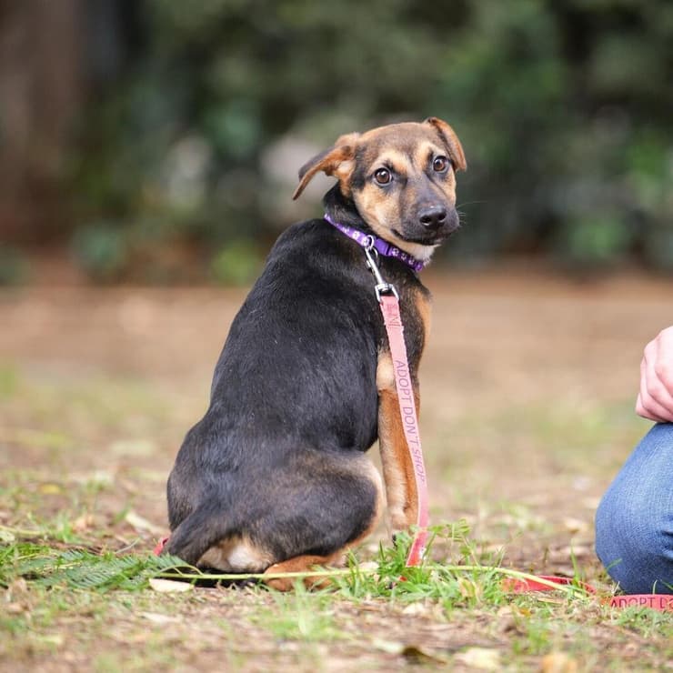 בראוני (צילום: תנו לחיות לחיות) בראוני